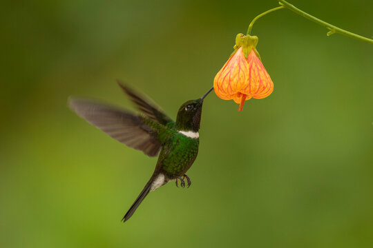 Green hummingbird hovers to feed from an orange hanging flower against a soft green background.
