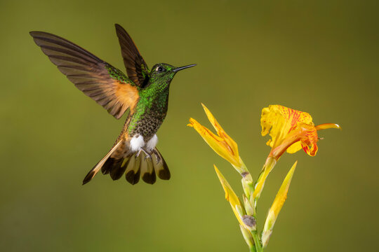Hummingbird hovers near a vibrant yellow flower with soft green background.