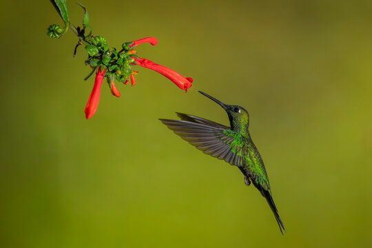 Green hummingbird hovering near red tubular flowers on a blurred green background.