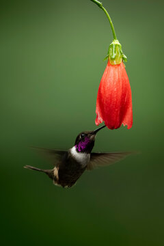 Hummingbird with purple throat feeding from a hanging red flower against a soft green backdrop.