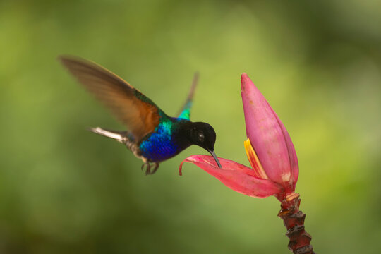 Hummingbird feeding on a vibrant pink flower in lush green surroundings.