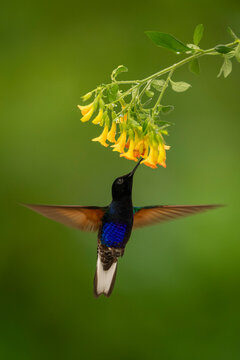 Hummingbird hovers feeding from vibrant yellow flowers against a lush green background.