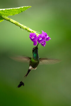Hummingbird feeding on vibrant purple flowers against a lush green blurred background.
