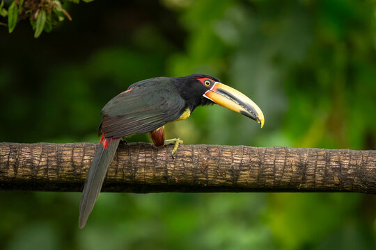 Colorful toucan perched on a branch with lush green background