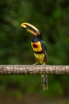 Vibrant toucan perched on a branch with striking beak under lush green background.
