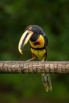 A colorful toucan with a large beak perched on a branch against a green blurred background.