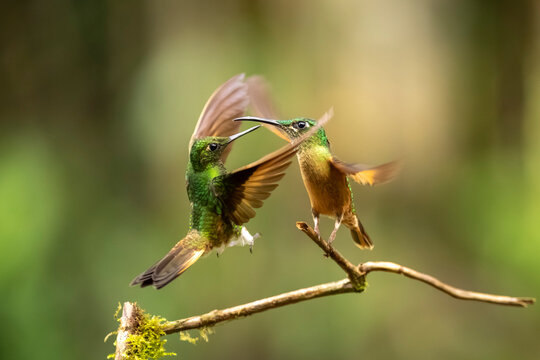 Two vibrant hummingbirds mid-flight engaging in a lively dance on a mossy branch.