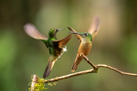 Two vibrant hummingbirds hover mid-air near a mossy branch in a lush forest setting.
