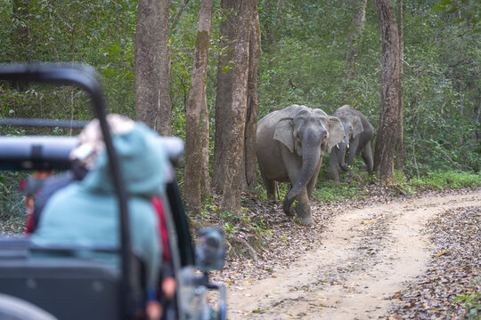 A group of elephants walk along a forest trail as a person observes from a jeep in the foreground.