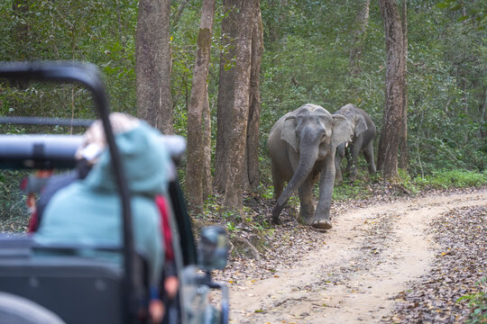 Two elephants walking on a dirt path in a forest observed by a person in a jeep.