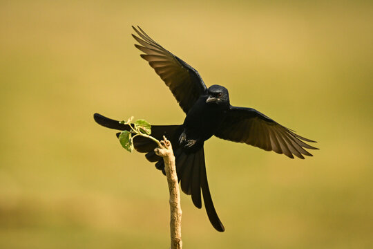 Black bird with spread wings perched on a branch against a blurred natural background.