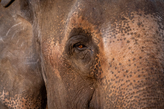 Close-up of an elephant's eye with textured skin and detailed wrinkles.