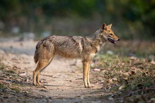 A lone jackal stands alert on a dirt path in a forested area under soft sunlight.