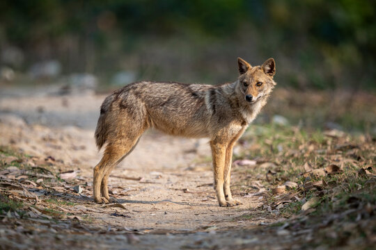 A lone wild coyote stands on a dirt path surrounded by foliage, looking toward the camera.