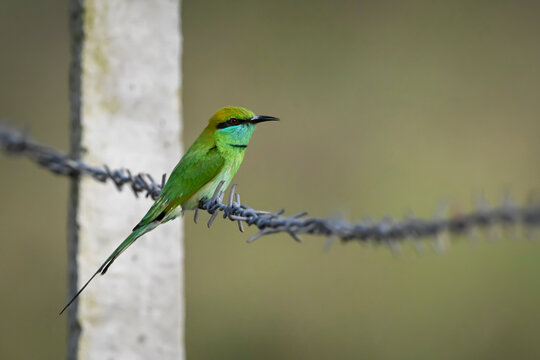 A vibrant green bird perched on barbed wire against a blurred natural background.