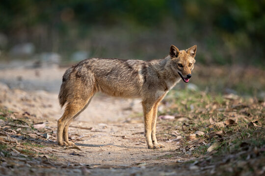 A lone coyote standing on a dirt path in a natural forest setting, looking toward the camera.