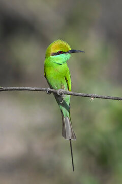 A vibrant green bird with a long tail perched on a thin branch amid a blurred natural backdrop.
