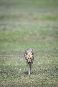 A lone coyote walks across a vast grassy field with a focused expression.