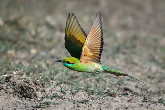 Vibrant green bird with extended wings in flight over a grassy terrain.