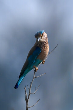 A vibrant bird with blue and brown plumage perches gracefully on a thin branch.