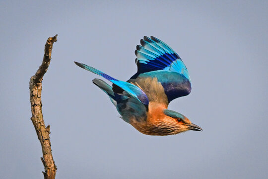 Vibrant bird with blue and orange plumage in flight by a bare tree branch against the sky.