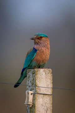 Brightly colored bird perched on a concrete post with a blurred background.