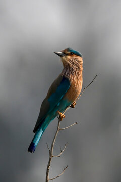 Vibrant bird perched on a twig against a soft blurred background.