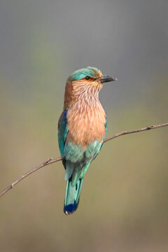 Vibrant bird perched on a thin branch with a blurred background.