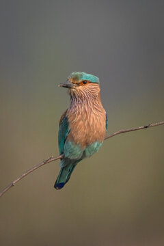 Vibrant blue and orange bird perched on a thin branch against a blurred background.