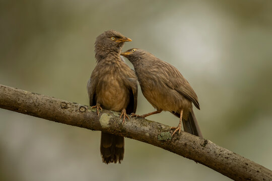 Two brown birds perched closely on a tree branch with a soft blurred background.