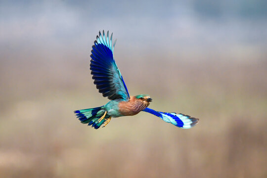 Bright blue and green bird in mid-flight against a blurred natural background.
