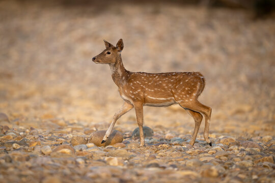 A young spotted deer walking gracefully on a rocky terrain in natural light.
