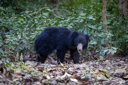Sloth bear walking through a forest with dense green foliage and dry leaves on the ground.