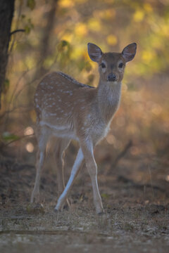 Young deer standing in a forest with autumn foliage in the background.