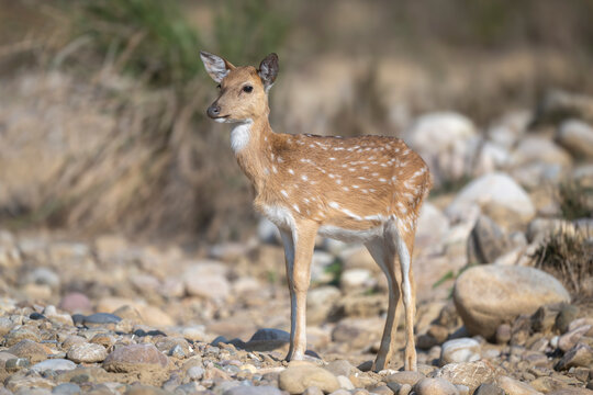 Spotted deer standing on rocky ground in natural habitat.