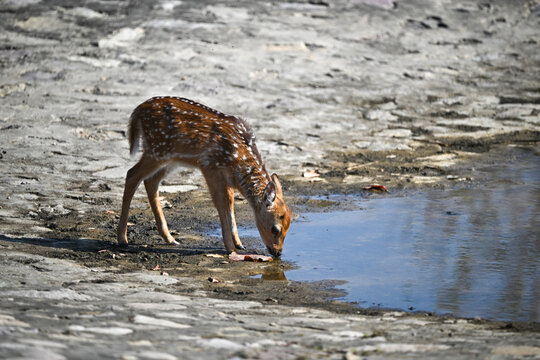 A young deer with white spots drinks water from a small puddle on a rocky surface.