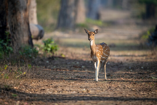 A deer stands on a forest path surrounded by tall trees and soft sunlight.