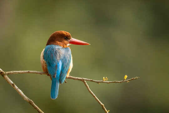 Vibrant kingfisher with a red beak and blue wings perched on a thin branch.