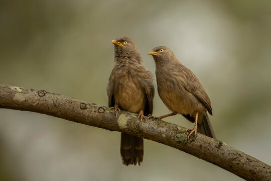 Two birds perched on a branch against a soft-focus natural background.