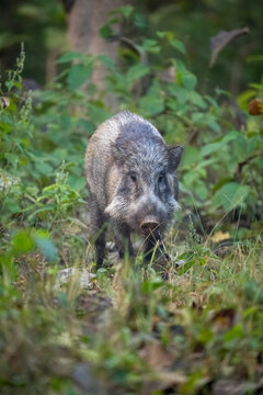 Wild boar standing in lush green forest surrounded by foliage.