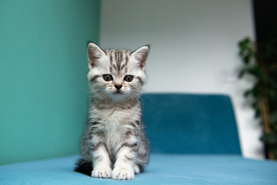 Adorable British Shorthair kitten sitting on blue surface against pastel green background. Cute pet portrait, soft light, minimal composition, young cat with expressive eyes.