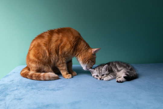 Adult ginger cat lying with small gray kitten on blue surface against pastel green background. Tender moment between cats, family, care, warmth, soft light, minimal studio pet portrait.