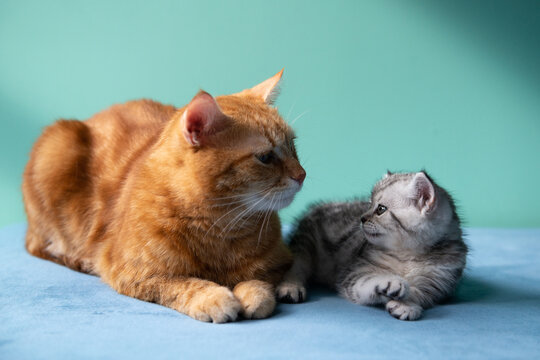 Adult ginger cat lying with small gray kitten on blue surface against pastel green background. Tender moment between cats, family, care, warmth, soft light, minimal studio pet portrait.