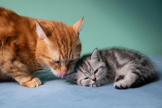 Adult ginger cat lying with small gray kitten on blue surface against pastel green background. Tender moment between cats, family, care, warmth, soft light, minimal studio pet portrait.