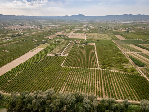 Aerial view of vast green vineyards with mountains and cloudy sky in the background.