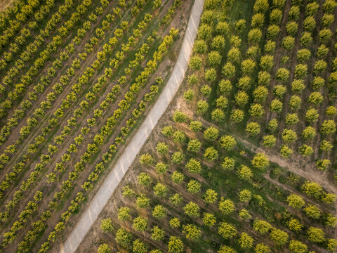 Aerial view of lush green orchard rows divided by a winding dirt path in a rural area.
