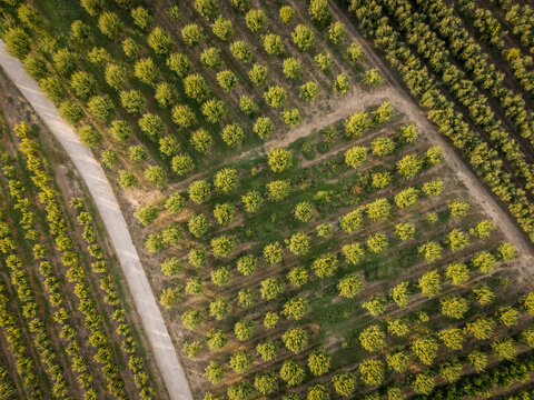 Aerial view of symmetrical rows of green trees planted in an orchard.