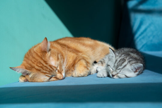 Adult ginger cat sleeps with small gray kitten on blue surface against pastel green background. Tender moment between cats, family, care, warmth, soft light, minimal studio pet portrait.