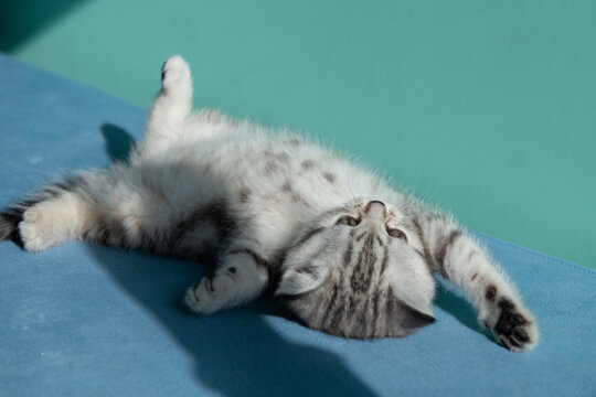 Adorable British Shorthair kitten sitting on blue sofa against pastel green wall. Cute pet portrait, soft light, minimal composition, young cat with expressive eyes.