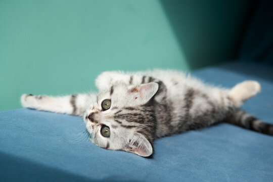 Adorable British Shorthair kitten sitting on blue sofa against pastel green wall. Cute pet portrait, soft light, minimal composition, young cat with expressive eyes.